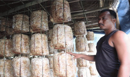 राष्ट्रिय च्याउ दिवसः नेपालमा ११ सय ५० प्रजातिका च्याउ, सय प्रजातिका विषालु