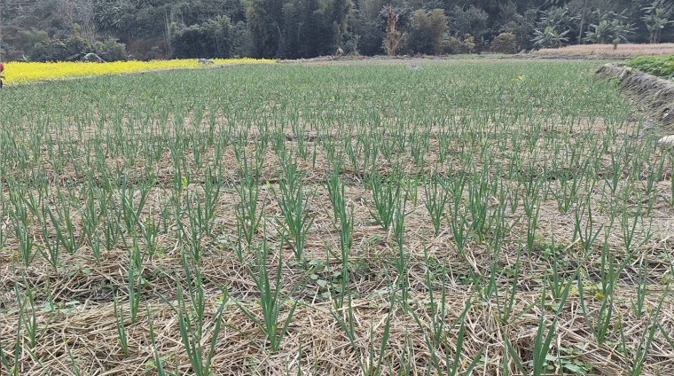 रुपा गाउँपालिकामा १ लाख ७५ हजार किलो लसुन र प्याज उत्पादन गर्ने लक्ष्य